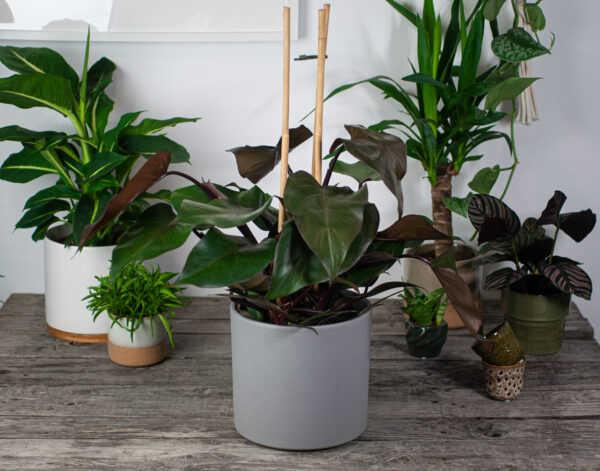 philodendron-purple-congo philodendron-purple-congo
