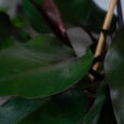 philodendron-purple-congo