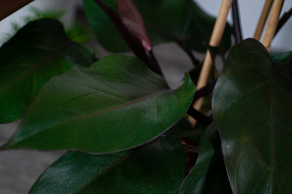 philodendron-purple-congo philodendron-purple-congo