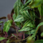 parthenocissus-amazonica
