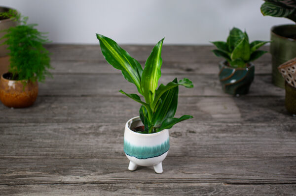 dracaena-hawaiian dracaena-hawaiian