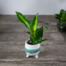 dracaena-hawaiian