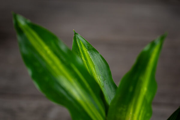 dracaena-hawaiian dracaena-hawaiian