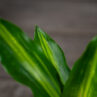 dracaena-hawaiian