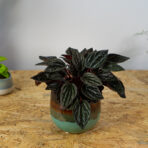 peperomia-caperata-brasilia