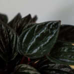 peperomia-caperata-brasilia