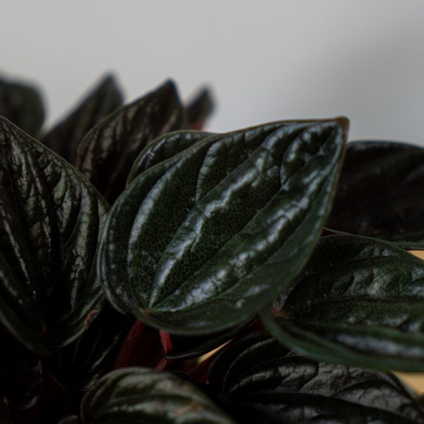 peperomia-caperata-brasilia peperomia-caperata-brasilia
