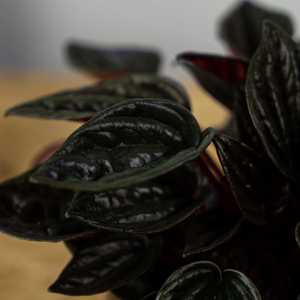 peperomia-caperata-brasilia peperomia-caperata-brasilia