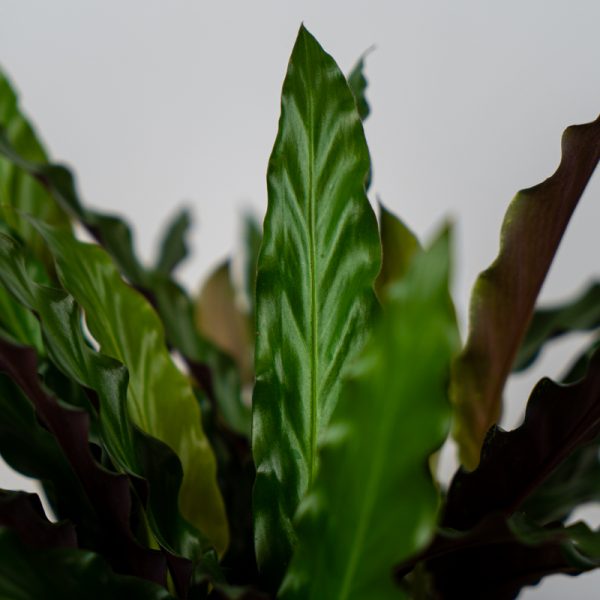 calathea-rufibarba calathea-rufibarba