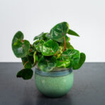 begonia-conchifolia-red-ruby