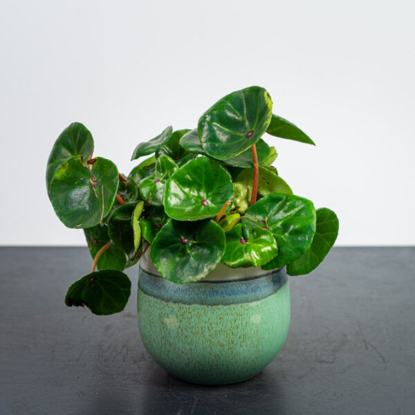 begonia-conchifolia-red-ruby