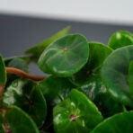 begonia-conchifolia-red-ruby