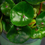 begonia-conchifolia-red-ruby