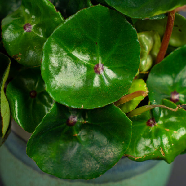 begonia-conchifolia-red-ruby begonia-conchifolia-red-ruby