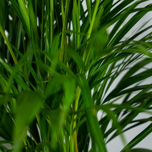 areka-palma-dypsis-lutescens areka-palma-dypsis-lutescens