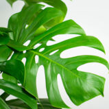 monstera-deliciosa-na-paliku