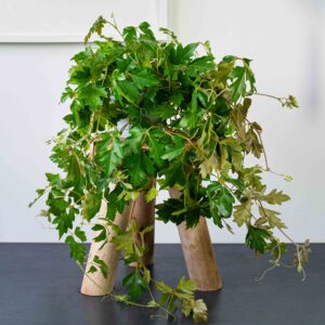 cissus-rombolistny-ellen-danica-cissus-rhombifolia