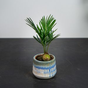 cykas-baby-cycas-revoluta