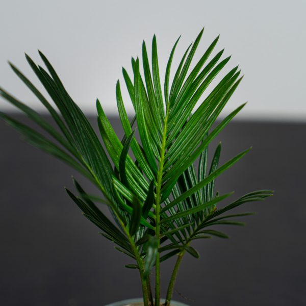 cykas-baby-cycas-revoluta cykas-baby-cycas-revoluta