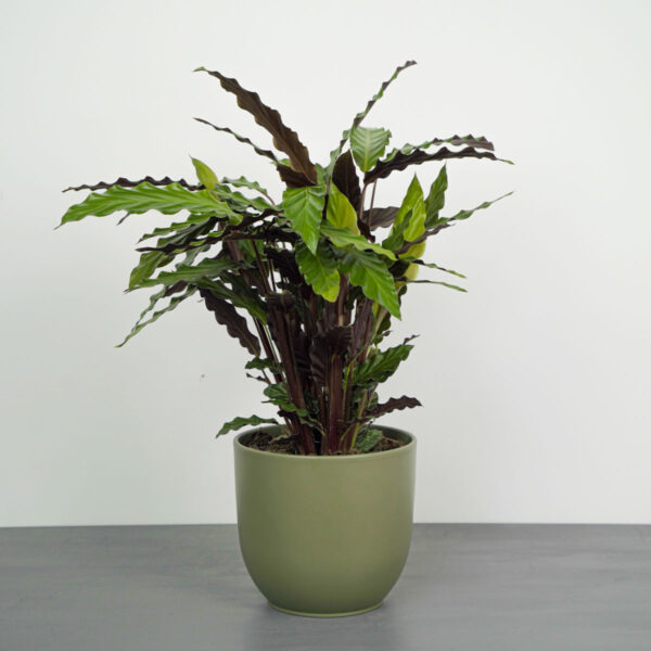 calathea-rufibarba calathea-rufibarba