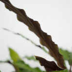 calathea-rufibarba