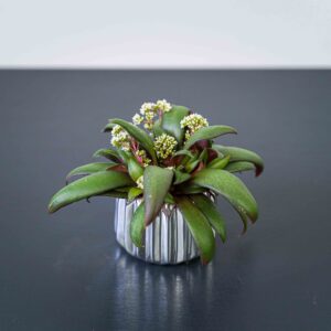 crassula-orbicularis-rosularis-baby