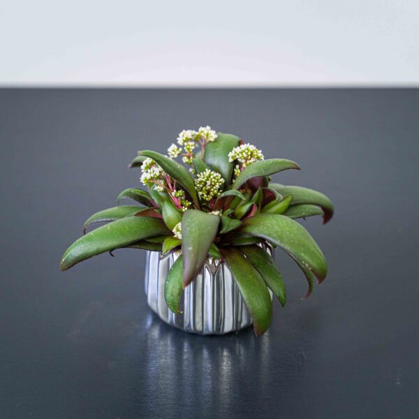 crassula-orbicularis-rosularis-baby