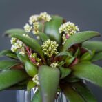 crassula-orbicularis-rosularis-baby