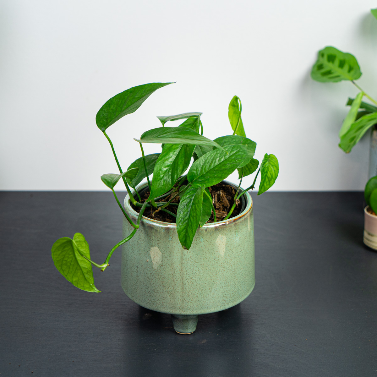 Epipremnum pinnatum