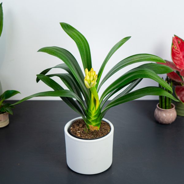clivia-klivia-orange clivia-klivia-orange