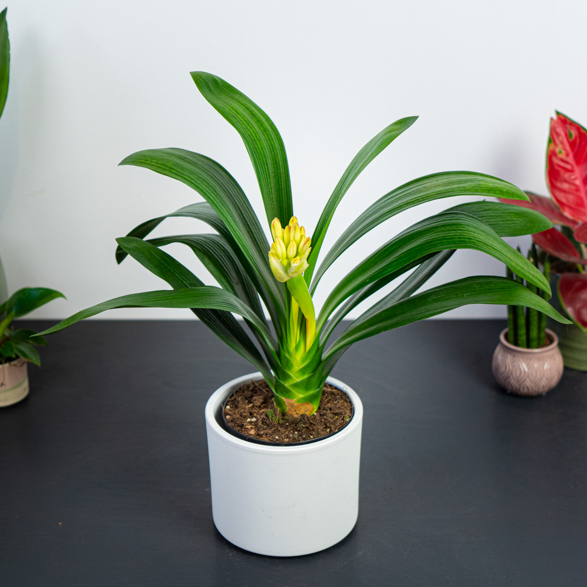 Kliwia pomarańczowa (clivia miniata)