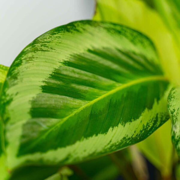 calathea-gecko calathea-gecko