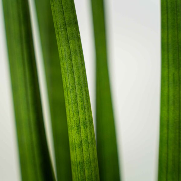sansevieria-cylindrica sansevieria-cylindrica