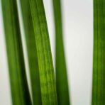 sansevieria-cylindrica