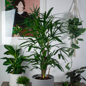 palma-rapis-wyniosly-rhapis-excelsa
