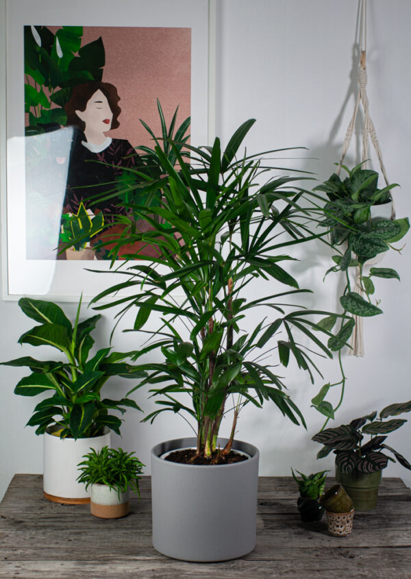 palma-rapis-wyniosly-rhapis-excelsa