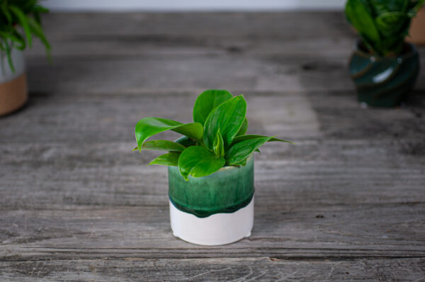 philodendron-imperial-green-baby philodendron-imperial-green-baby