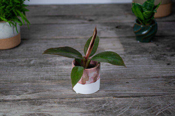 philodendron-imperial-red-baby