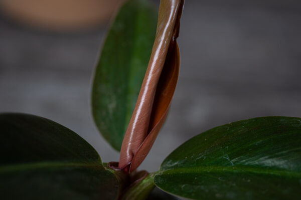 philodendron-imperial-red-baby philodendron-imperial-red-baby
