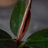 philodendron-imperial-red-baby
