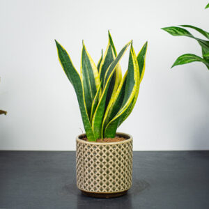 sansevieria-trifasciata-black-gold