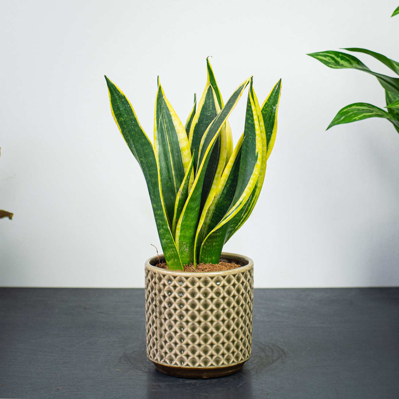 Sansevieria