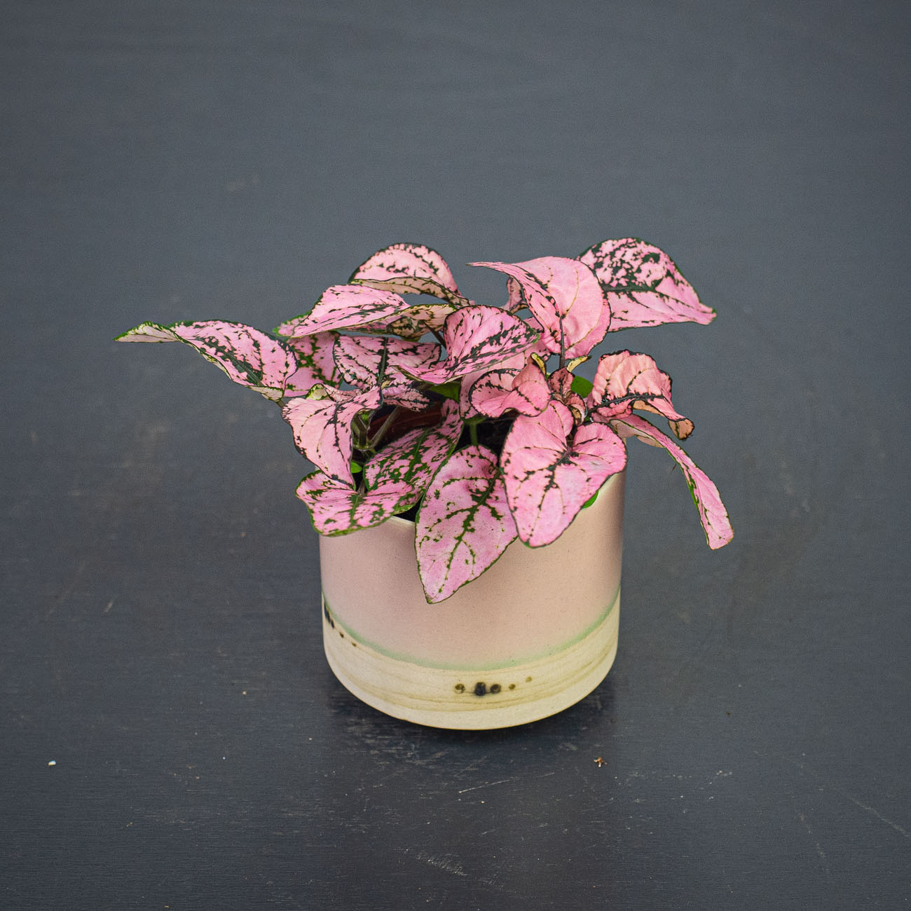 Niedośpian (hypoestes)