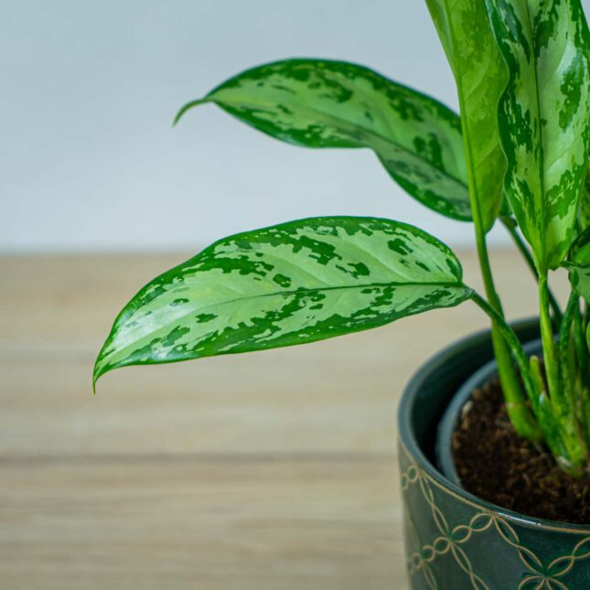 aglaonema-silver-queen (3) aglaonema-silver-queen