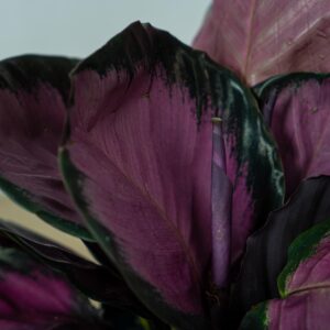 calathea-roseopicta-crimson