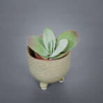 kalanchoe-thyrsiflora-red-lips