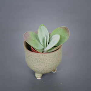 kalanchoe-thyrsiflora-red-lips