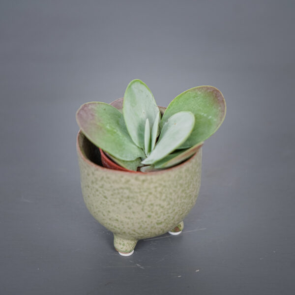 kalanchoe-thyrsiflora-red-lips kalanchoe-thyrsiflora-red-lips