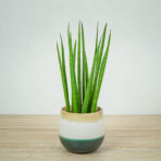 sansevieria-cylindrica
