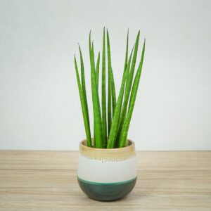 sansevieria-cylindrica